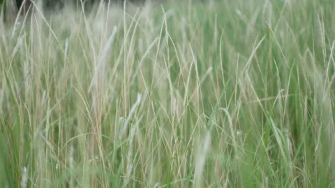 Grass flower moving with wind, for background and textured Stock Footage 131938622