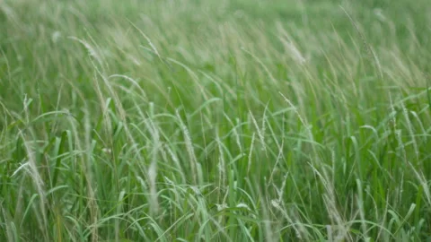 Grass flower moving with wind, for background and textured Stock Footage 131938837