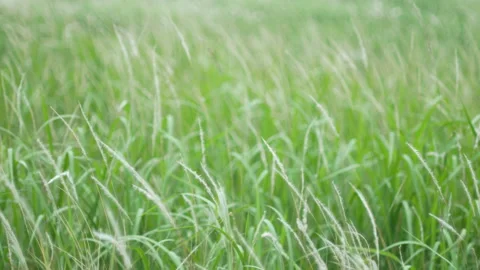 Grass flower moving with wind, for background and textured Stock Footage 131939061
