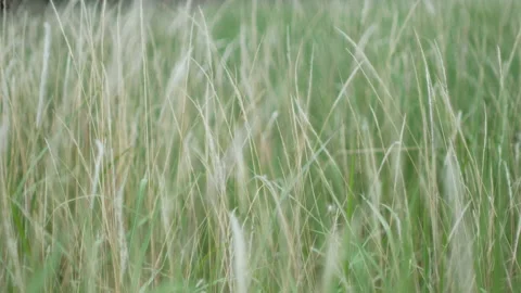 Grass flower moving with wind, for background and textured Stock Footage 131939744
