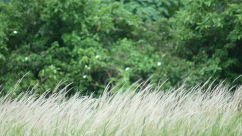 Grass flower moving with wind, for background and textured Stock Footage 131941581