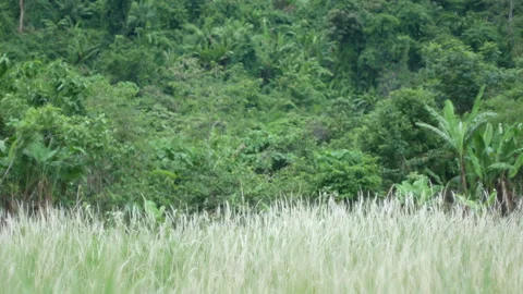Grass flower moving with wind, for background and textured Stock Footage 131941823