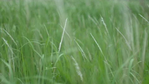 Grass flower moving with wind, for background and textured Stock Footage 131942275