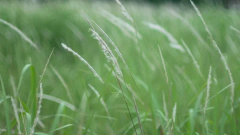 Grass flower moving with wind, for background and textured Stock Footage 131942426