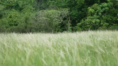 Grass flower moving with wind, for background and textured Stock Footage 131942632