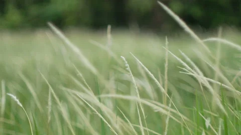 Grass flower moving with wind, for background and textured Stock Footage 131942705