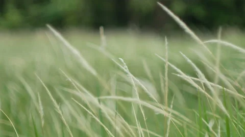 Grass flower moving with wind, for background and textured Stock Footage 131943160