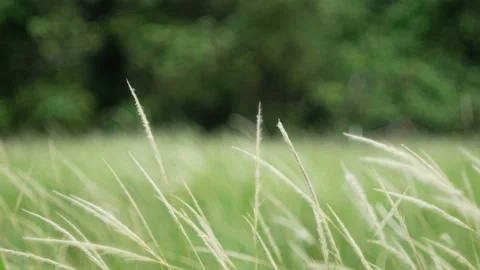 Grass flower moving with wind, for background and textured Stock Footage 131943380