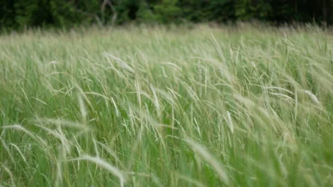 Grass flower moving with wind, for background and textured Stock Footage 131943830
