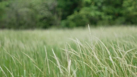 Grass flower moving with wind, for background and textured Stock Footage 131944125