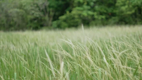 Grass flower moving with wind, for background and textured Stock Footage 131944170