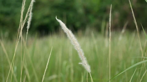 Grass flower moving with wind, for background and textured Stock Footage 131944375