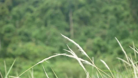 Grass flower moving with wind, for background and textured Stock Footage 131944534
