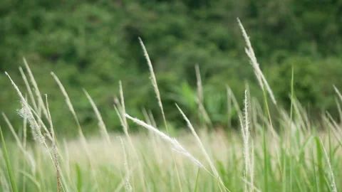 Grass flower moving with wind, for background and textured Stock Footage 131945405
