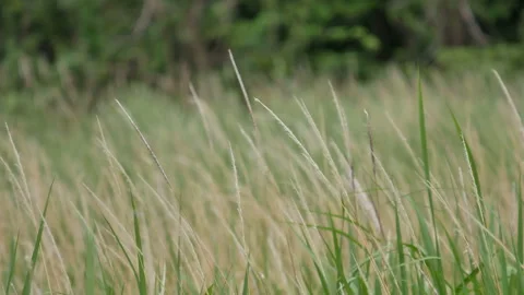 Grass flower moving with wind, for background and textured Stock Footage 131945954
