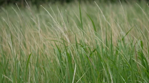 Grass flower moving with wind, for background and textured Stock Footage 131946126