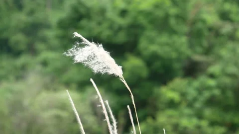 Grass flower moving with wind, for background and textured Stock Footage 131946276