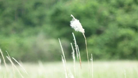 Grass flower moving with wind, for background and textured Stock Footage 131946635