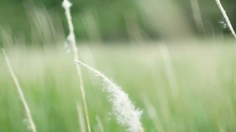 Grass flower moving with wind, for background and textured Vídeo Stock 131946648