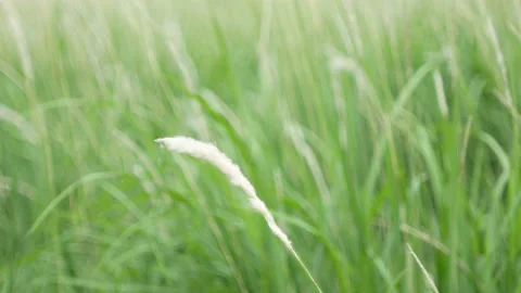 Grass flower moving with wind, for background and textured Stock Footage 131946970