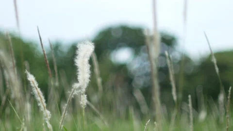 Grass flower moving with wind, for background and textured Stock Footage 131947146