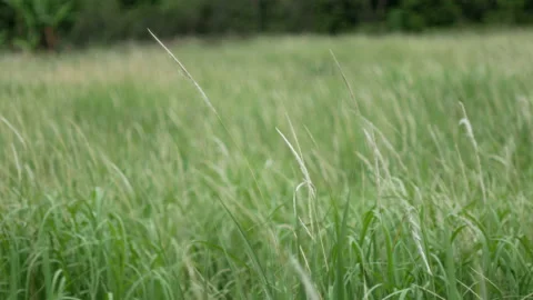 Grass flower moving with wind, for background and textured Stock Footage 131947872