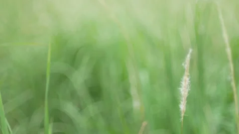 Grass flower moving with wind, for background and textured Stock Footage 131948169