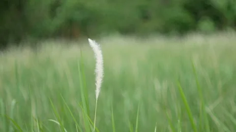 Grass flower moving with wind, for background and textured Stock Footage 131948524