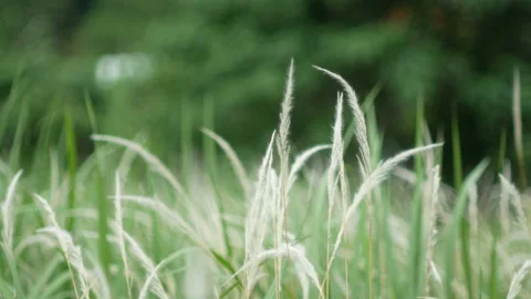 Grass flower moving with wind, for background and textured Stock Footage 131948602