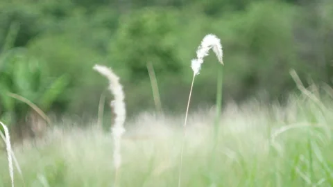 Grass flower moving with wind, for background and textured Stock Footage 131949142