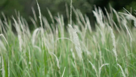 Grass flower moving with wind, for background and textured Stock Footage 131949202