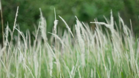 Grass flower moving with wind, for background and textured Stock Footage 131950357