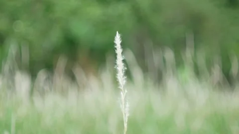 Grass flower moving with wind, for background and textured Stock Footage 131951129