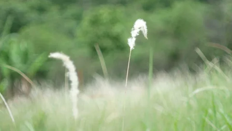 Grass flower moving with wind, for background and textured Stock Footage 131951137