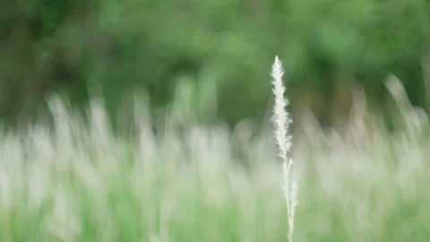 Grass flower moving with wind, for background and textured Stock Footage 131951288