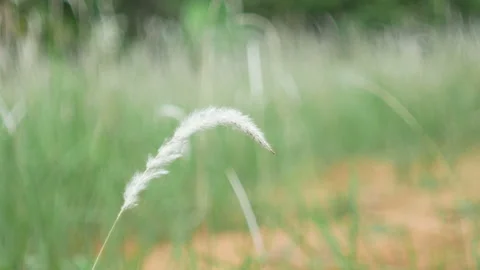 Grass flower moving with wind, for background and textured Stock Footage 131951490