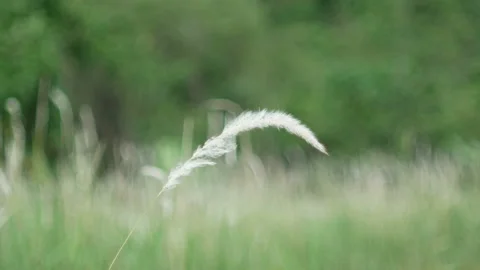 Grass flower moving with wind, for background and textured Stock Footage 131951558