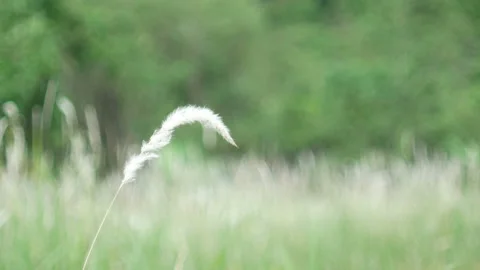 Grass flower moving with wind, for background and textured Stock Footage 131951797