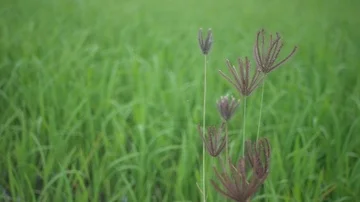 Grass flower in the paddyfield Stock Footage 85896917