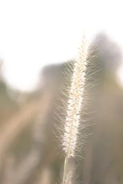 Grass flower Stock Photos