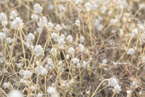 Grass flower Stock Photos
