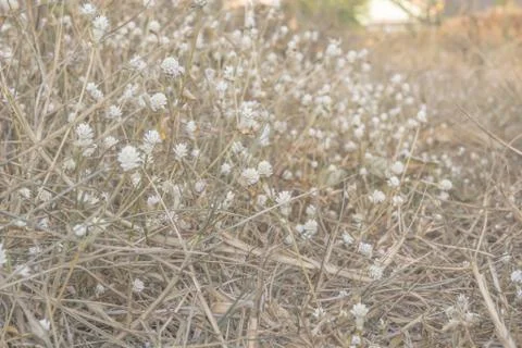 Grass flower Stock Photos