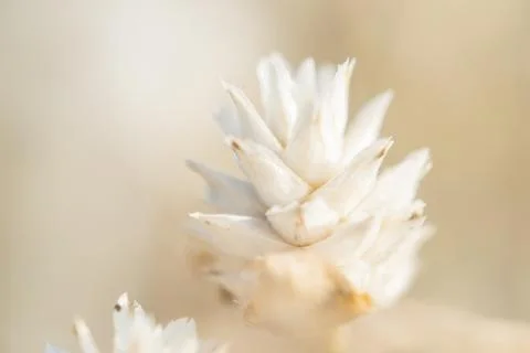 Grass flower Stock Photos