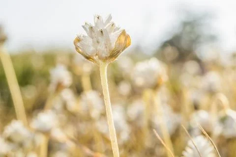 Grass flower Stock Photos