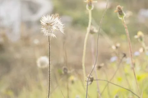 Grass flower Stock Photos