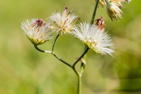 Grass flower Stock Photos