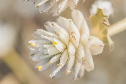 Grass flower Stock Photos