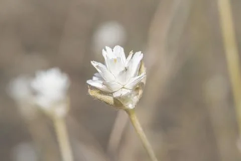 Grass flower Stock Photos