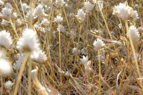 Grass flower Stock Photos