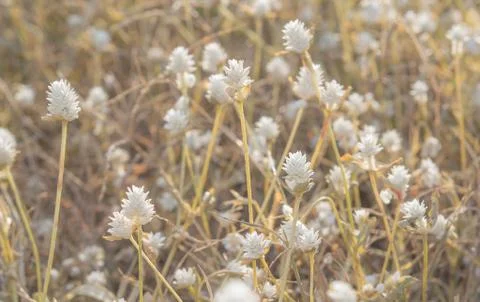 Grass flower Stock Photos
